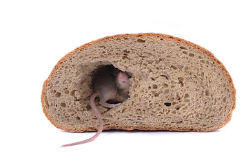 Image showing mouse and the bread