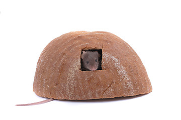 Image showing mouse and the bread