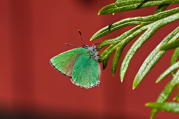 Image showing Green butterfly