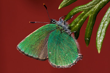 Image showing Green butterfly