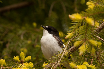 Image showing Pied flycatcher