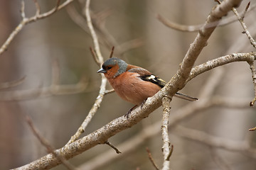 Image showing Chaffinch