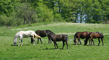 Image showing grazing horses