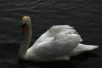 Image showing swan