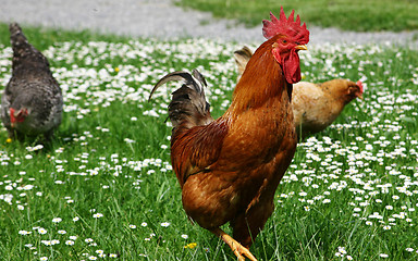 Image showing rooster