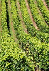 Image showing Vineyard