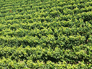 Image showing Vineyard