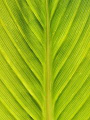 Image showing Green leaf