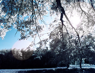 Image showing Infrared tree