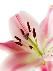 Image showing pink lily