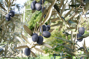 Image showing olives