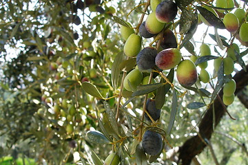 Image showing olive