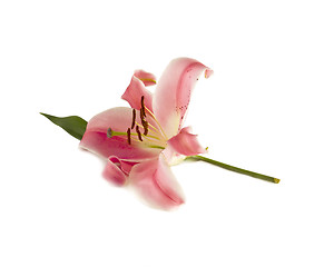 Image showing Isolated pink lily