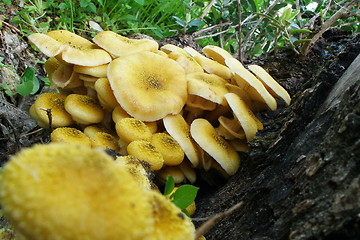 Image showing mushroom