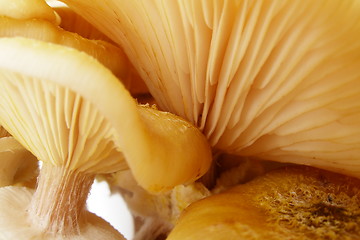 Image showing mushroom