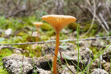 Image showing mushroom