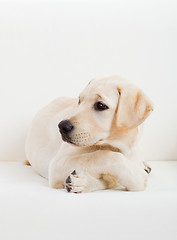 Image showing Cute labrador dog