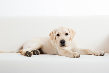 Image showing Cute labrador dog