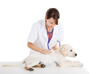 Image showing Veterinay taking care of a dog