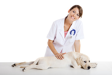 Image showing Veterinay taking care of a dog