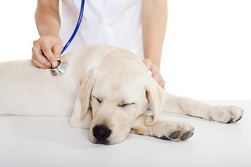 Image showing Veterinay taking care of a dog