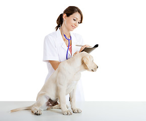 Image showing Veterinay taking care of a dog