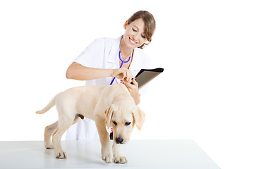 Image showing Veterinay taking care of a dog