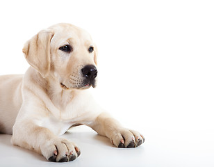 Image showing Cute labrador dog