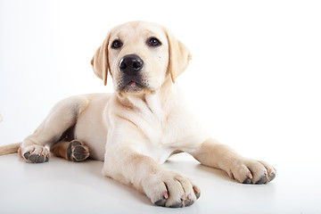 Image showing Cute labrador dog