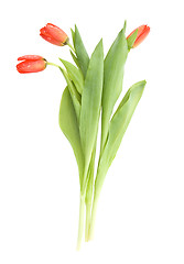 Image showing Three tulips