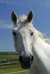 Image showing portrait of an unbridled Arabian White horse