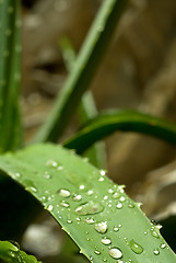 Image showing aloe vera