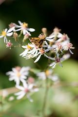 Image showing Butterfly On Flowers
