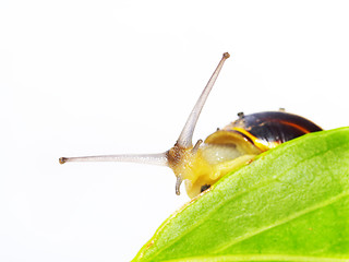 Image showing snail and leaf