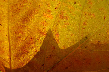 Image showing Macro view of an autumn planetree leaf 