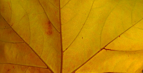 Image showing Macro view of an autumn planetree leaf 