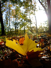 Image showing autumn planetree leaf felt on the forest ground 