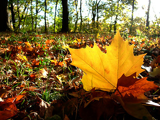 Image showing autumn planetree leaf felt on the forest ground 