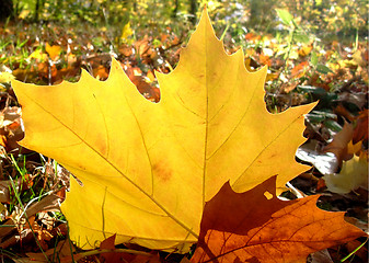 Image showing autumn planetree leaf felt on the forest ground 