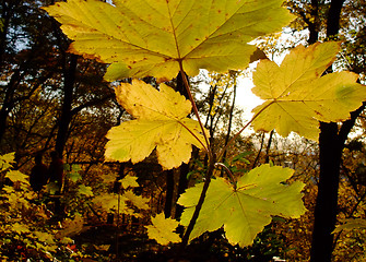 Image showing Young planetree branch and leaves during autumn season