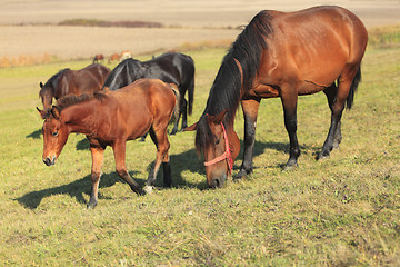 Image showing Mare and foal grazing