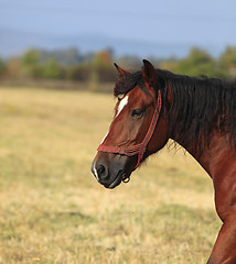Image showing Profile Of A Horse