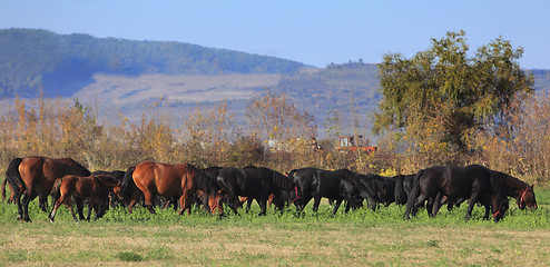 Image showing Herd of horses