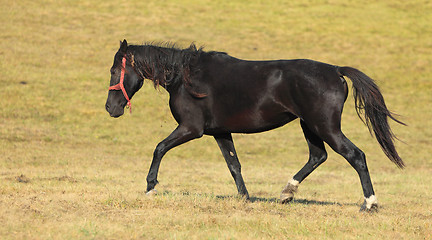 Image showing Horse