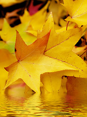 Image showing Autumn leaves