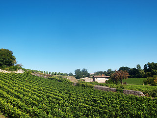 Image showing Vineyard