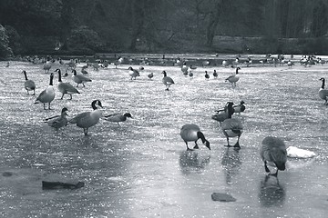 Image showing Ducks