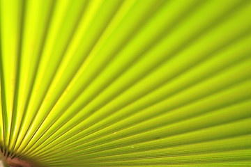 Image showing Green palm leaf close up