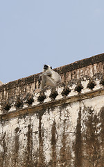 Image showing Hanuman langur (Semnopithecus entellus) monkey, India