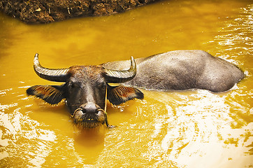 Image showing Buffalo tied at the riverbank